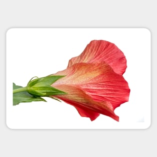 Hibiscus Back Side Beauty Sticker